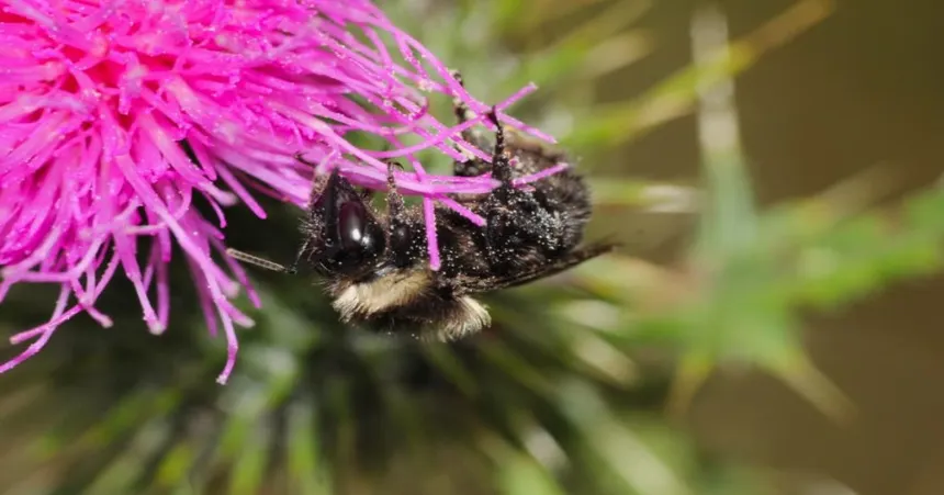 Abejas