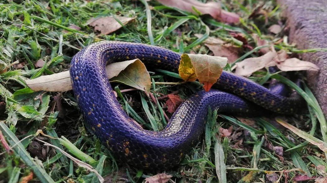 Serpiente